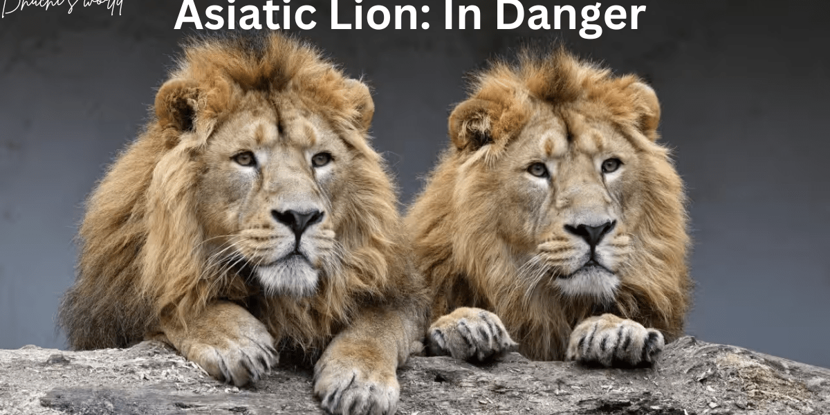 Asiatic Lion: In Danger