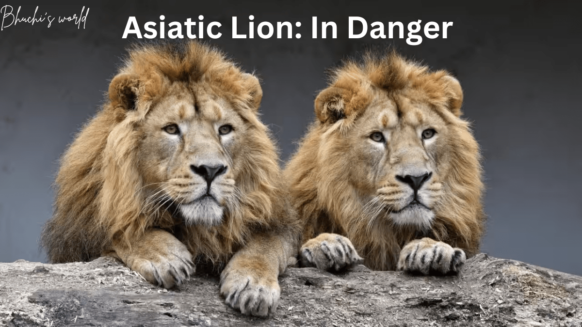 Asiatic Lion: In Danger