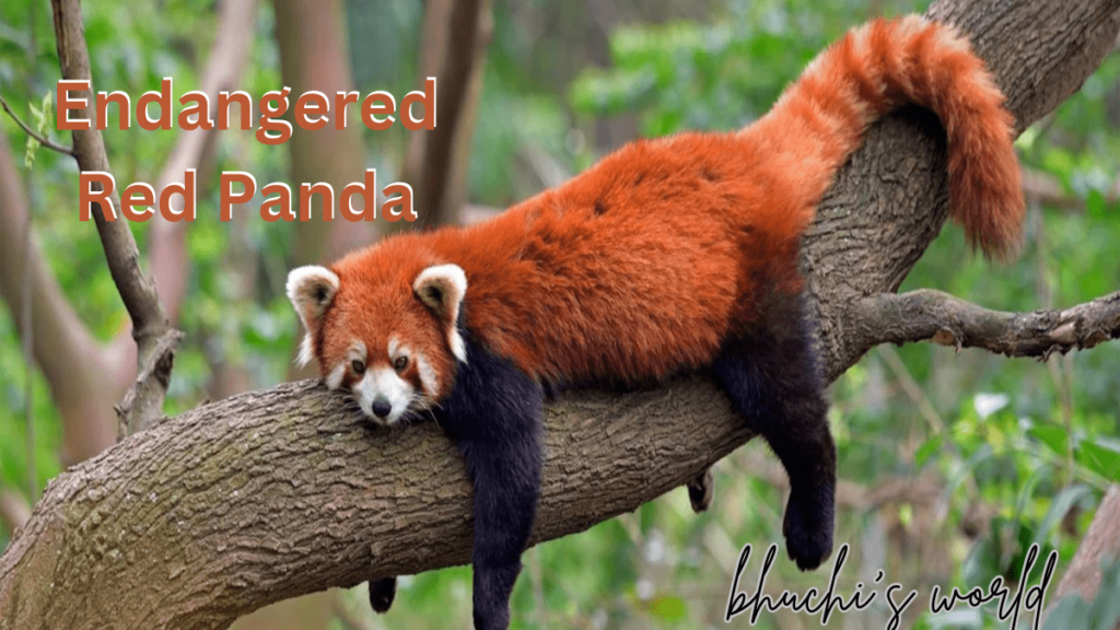 Endangered Red Panda in Its Natural Habitat – Conservation and Protection Efforts