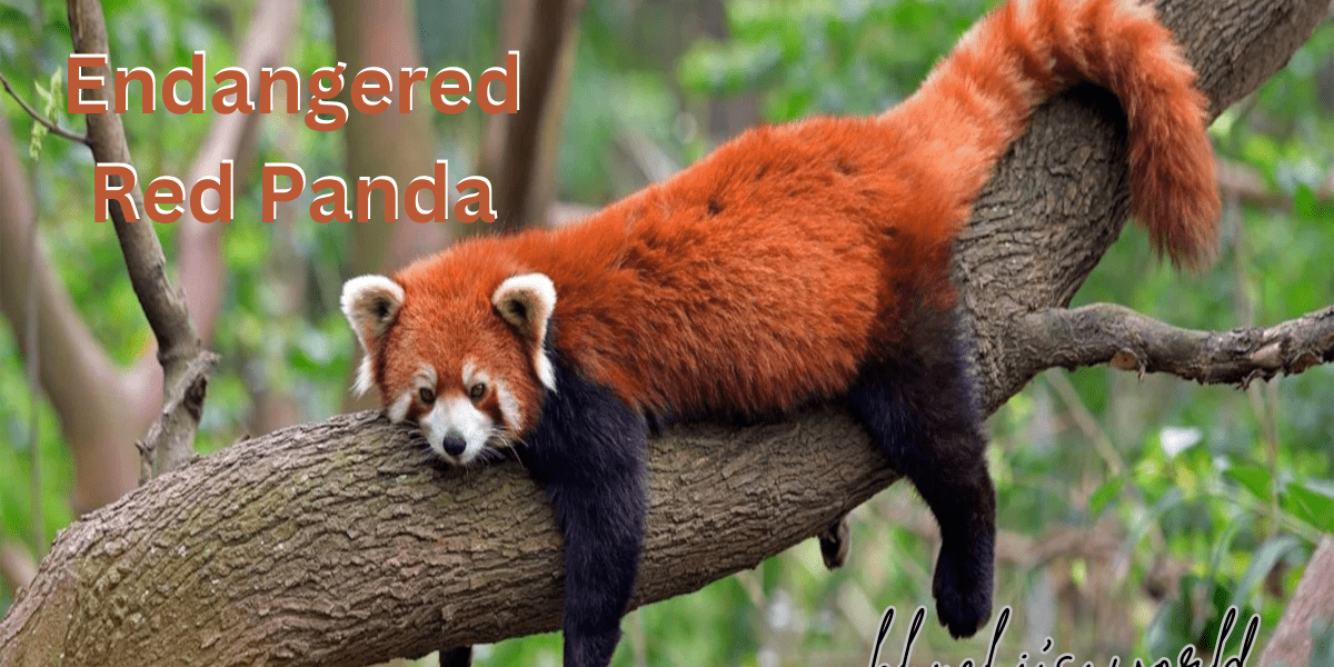 Endangered Red Panda in Its Natural Habitat – Conservation and Protection Efforts