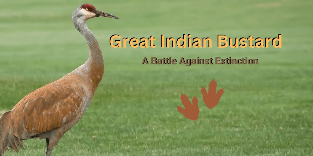 A Great Indian Bustard standing tall in the dry grasslands of India