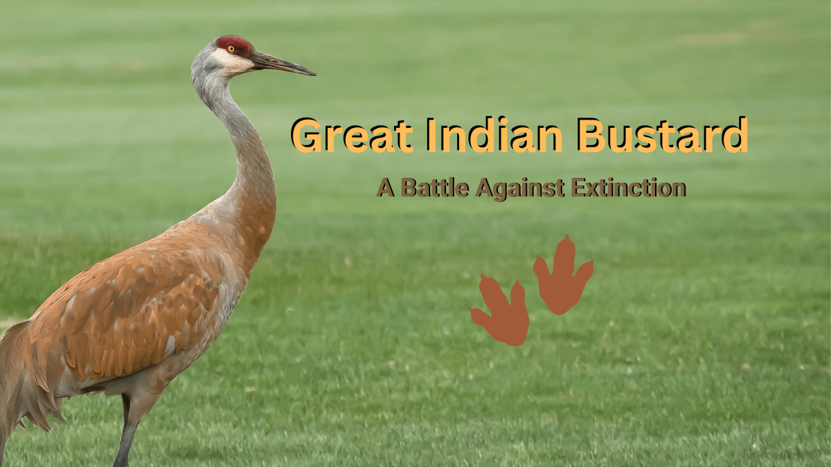 A Great Indian Bustard standing tall in the dry grasslands of India