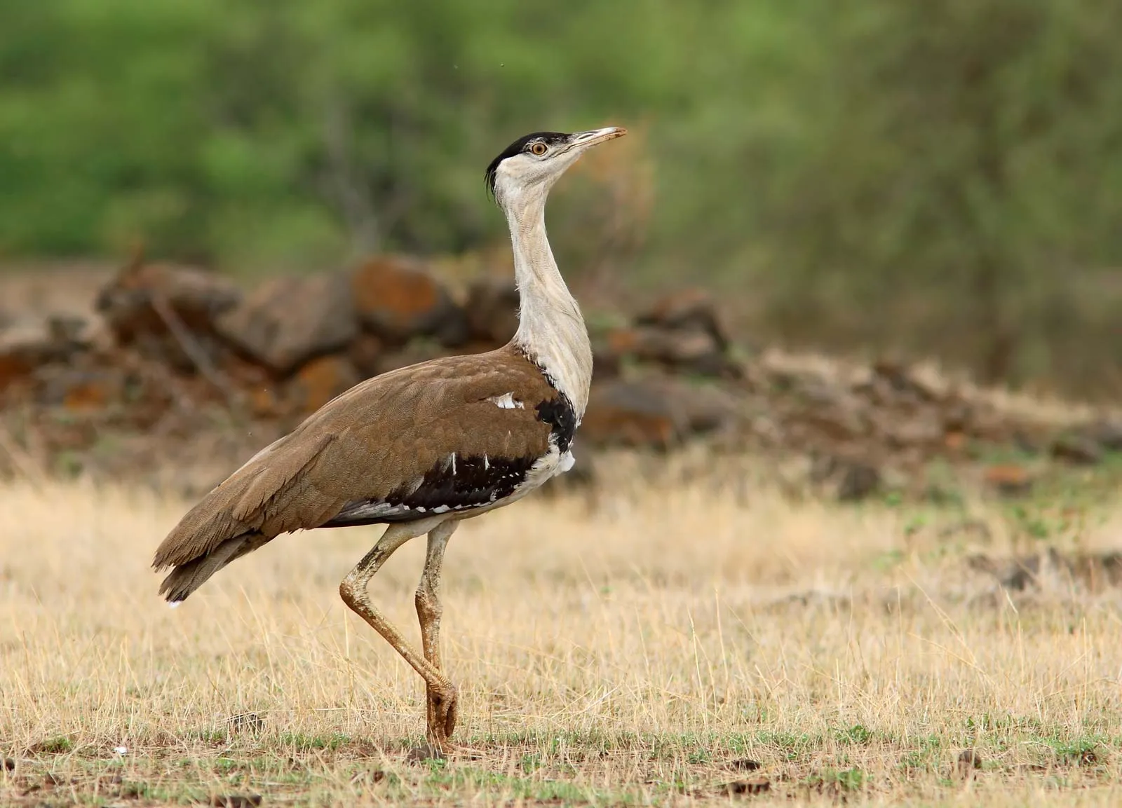 Indian Bustard