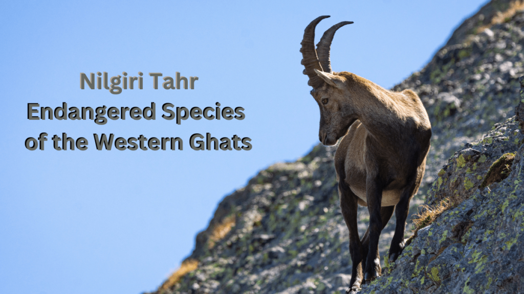 Nilgiri Tahr Endangered Species of the Western Ghats , save it now