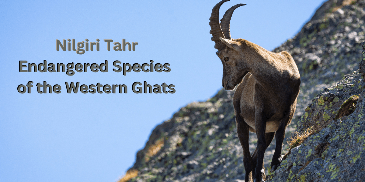 Nilgiri Tahr Endangered Species of the Western Ghats , save it now