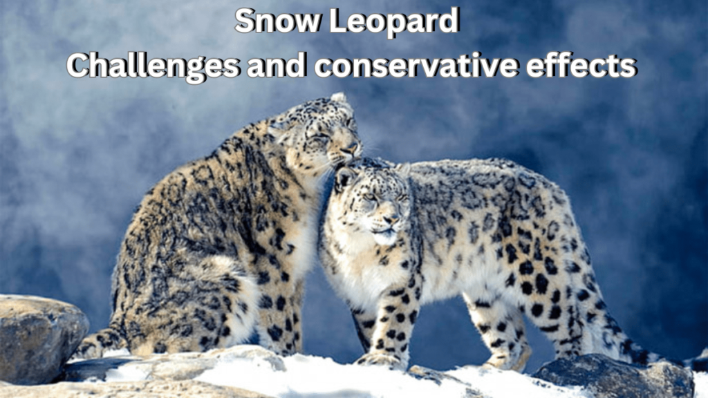 The Endangered Snow Leopard