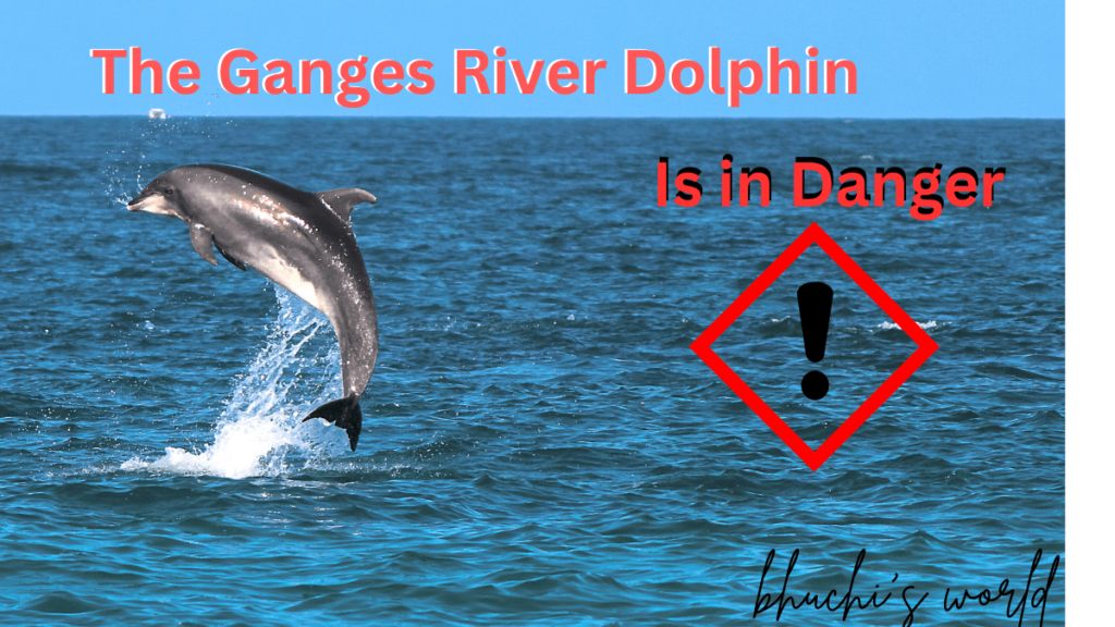 The Ganges River Dolphin