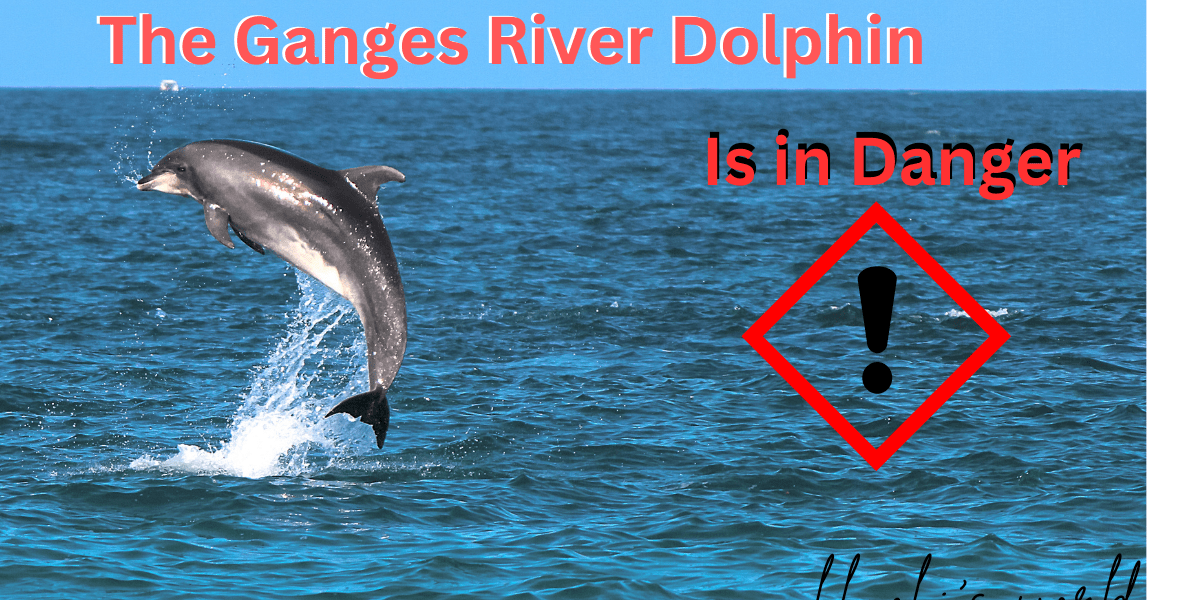 The Ganges River Dolphin