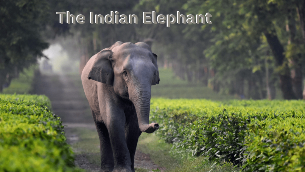 Indian elephant