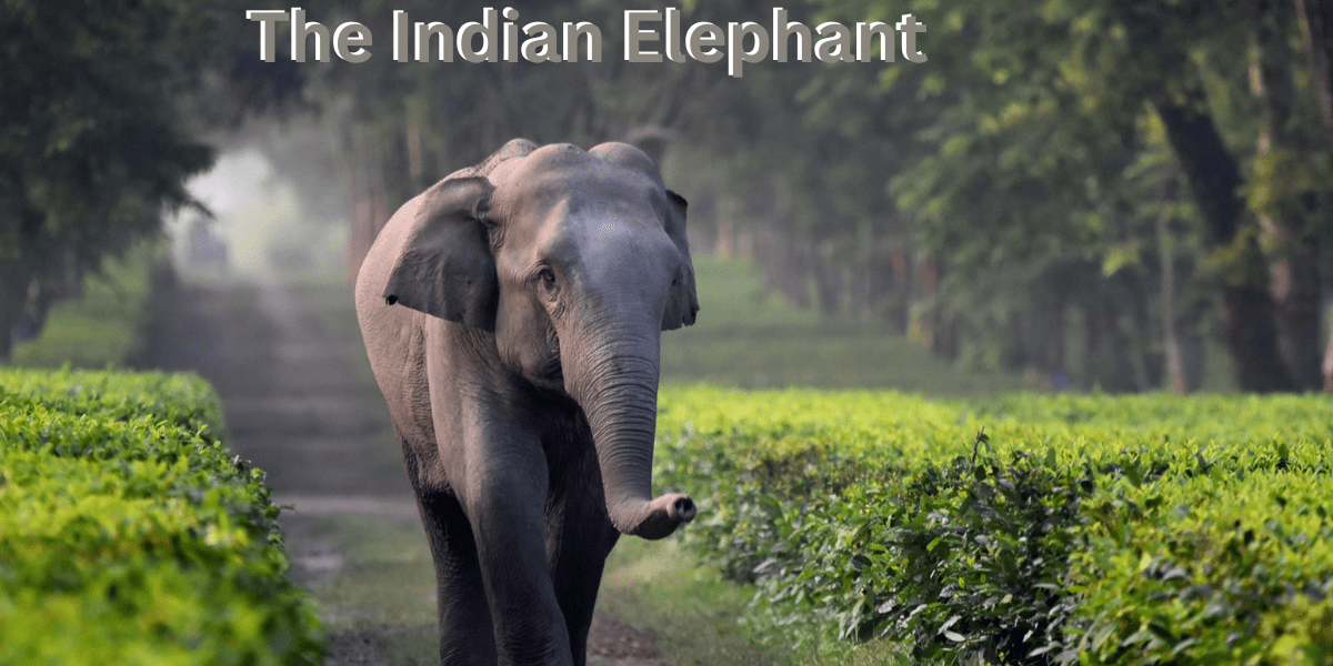 Indian elephant