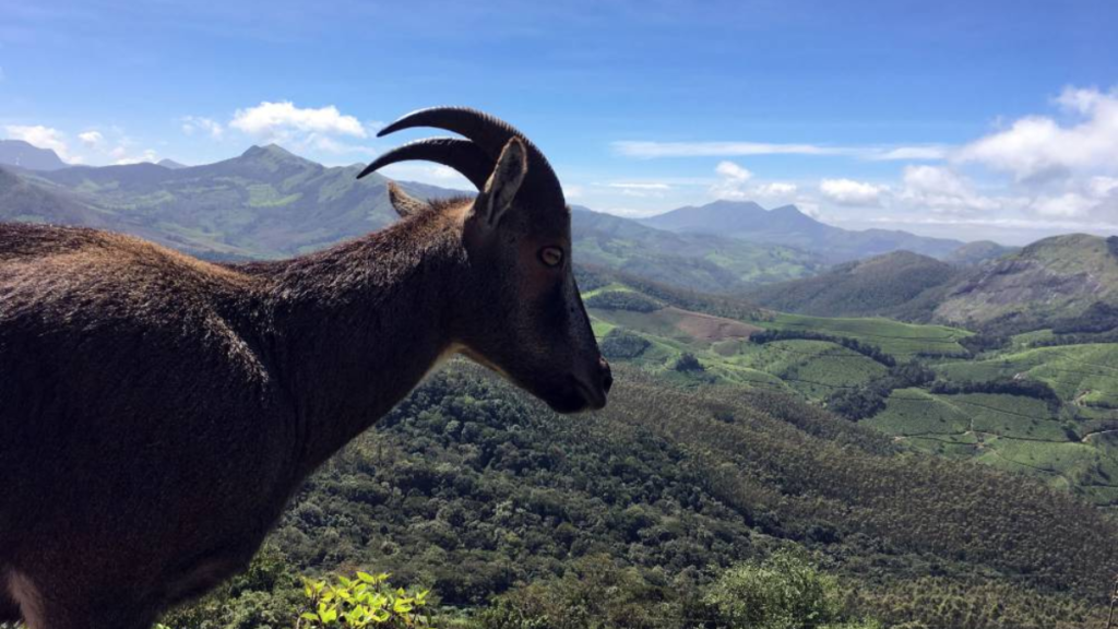 Eravikulam National Park- 10 Best Places to Visit in Munnar